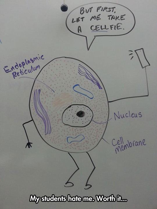cell biology funny quotes - But First Let Me Take A Cellfie. Endoplasmic Reticulum Nucleus Ce embrane My students hate me. Worth it...