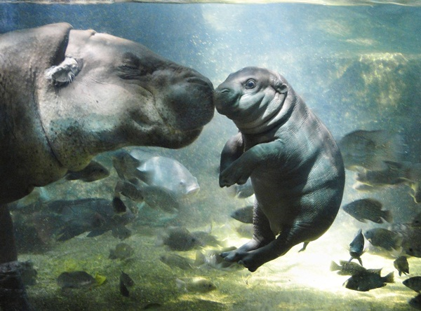 These 18 Kissing Animals Will Brighten Your Day
