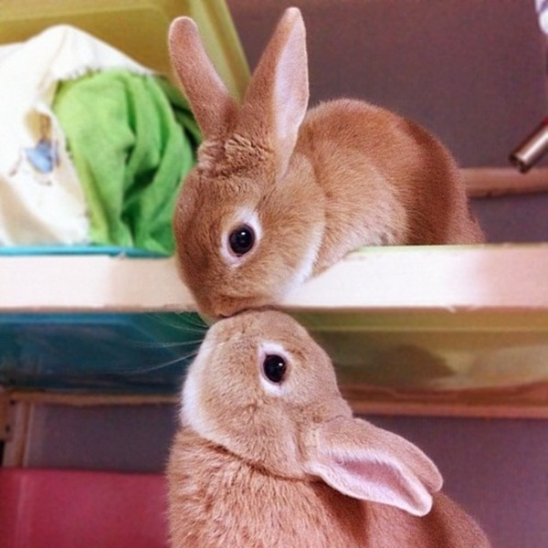 These 18 Kissing Animals Will Brighten Your Day