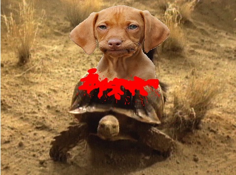 PHOTOSHOP CONTEST #85 Breaking Bad Dog on Turtle