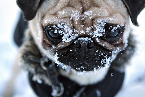 Introducing the photos of dogs that play with snow. It warms the heart seeing them play