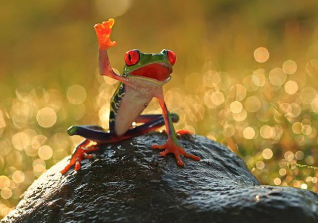 Frogs are awesome but there is so much you might not know about them. 
http://vulkom.com/frogs-these-days/