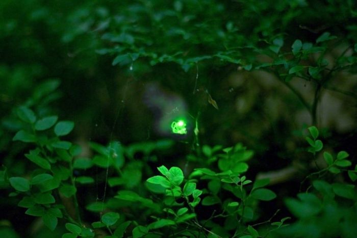 Amazing photos of fireflies at slow shutter speeds. More here: http://vulkom.com/little-flying-bright-light/