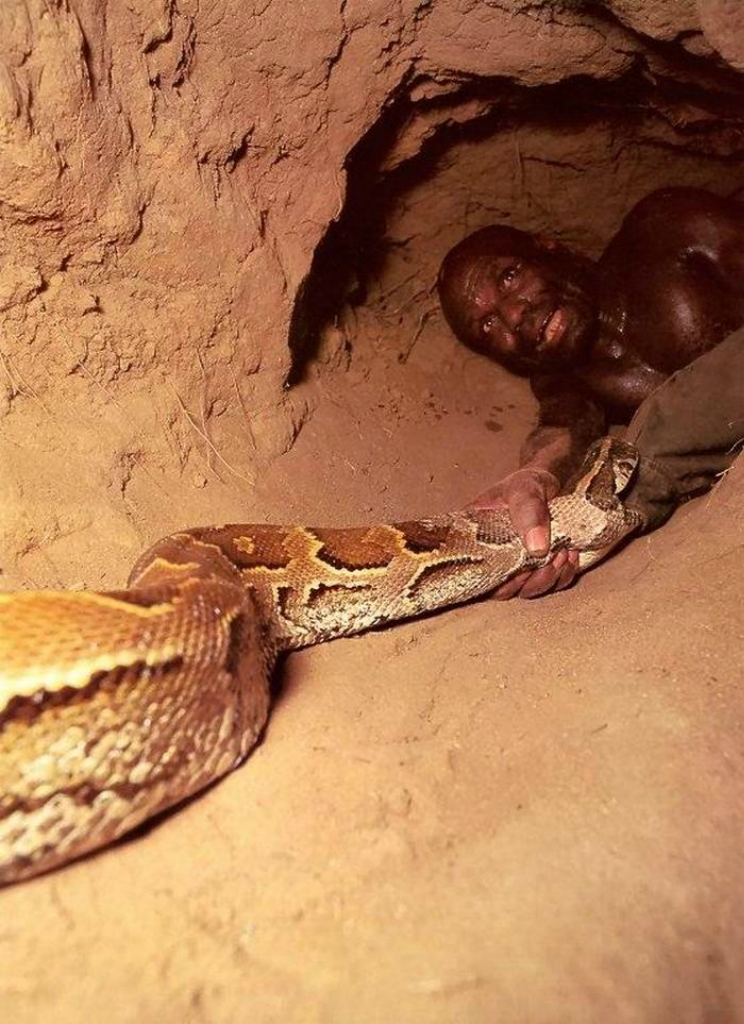 See how hunters mined a 6m mountain African python on live bait.  more here: http://vulkom.com/python-hunting/