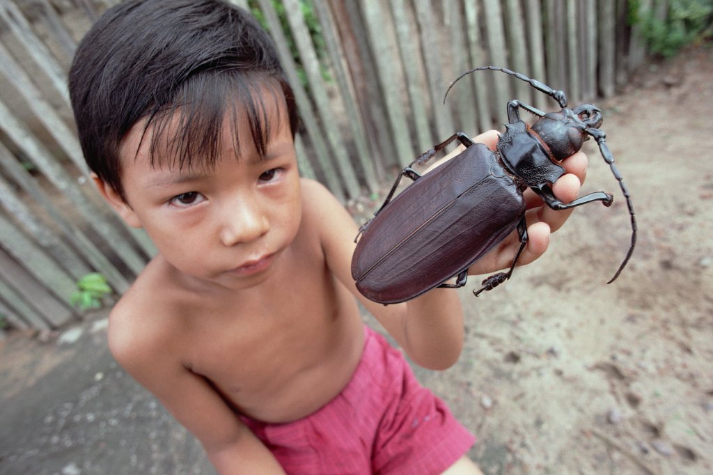 The Titan beetle (Titanus giganteus) is a neotropical longhorn beetle, the only one in the genus Titanus, and the second-longest known beetle. more here: http://vulkom.com/giant-of-the-beetle-world/