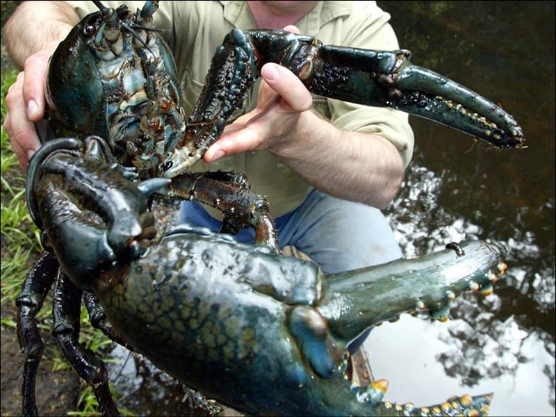 A previously unknown species of giant crayfish has been discovered by two aquatic biologists in Tennessee. This new species is called Barbicambarus simmonis.  It is 5 inches long, which is twice the size of the average crayfish.
more here: http://vulkom.com/legendary-giant-crayfish/