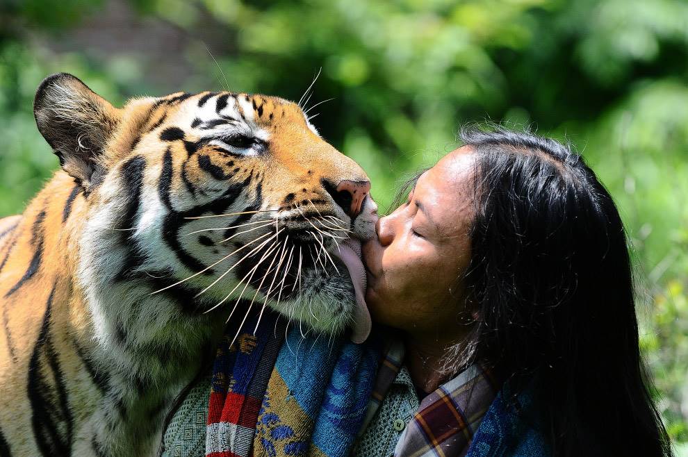 The history of this unusual friendship of man and tiger began 6 years ago in the Indonesian province of East Java, in Malang. The host of a 3-month cub asked Abdullah Cholet to look after her. Since then, they became inseparable.