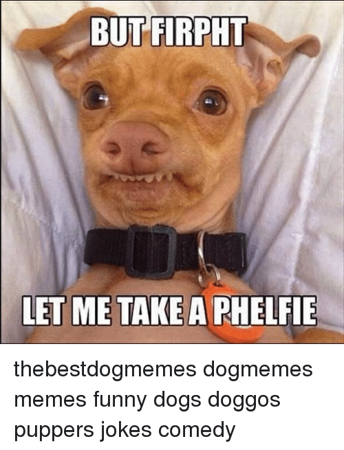 Dog meme - dog meme ready for a selfie