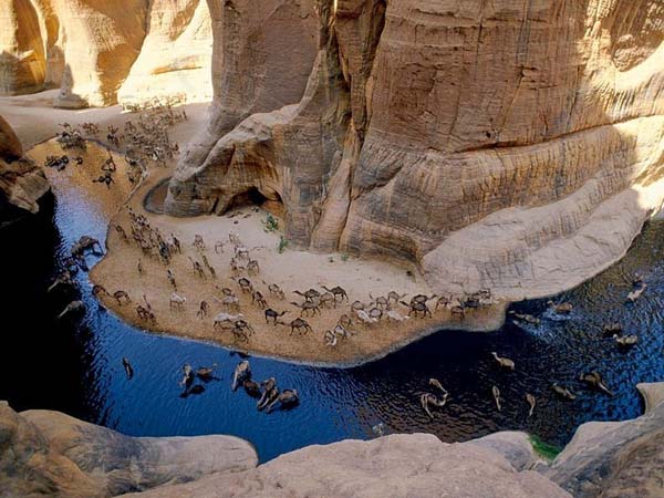 A guelta forms when underground water in lowland depressions spills to the surface and creates permanent pools and reservoirs.