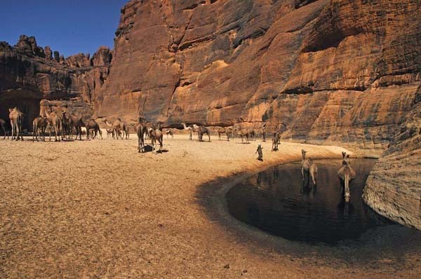 Hundreds of camels are grateful to be herded into the knee deep water.