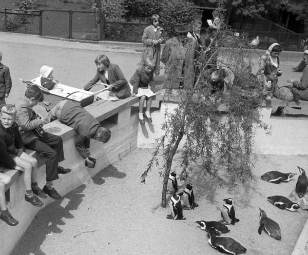You Have To See These Photos From A Copenhagen Zoo Back In 1955