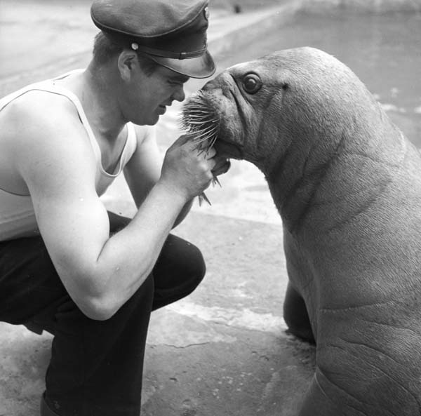 You Have To See These Photos From A Copenhagen Zoo Back In 1955