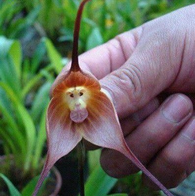 Monkey orchid