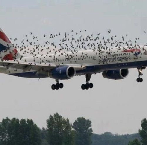Birds on a plane