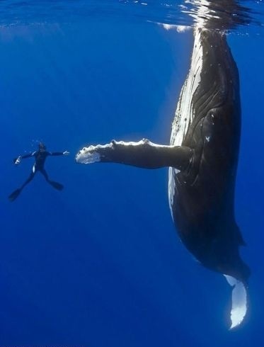 Diver and whale high five