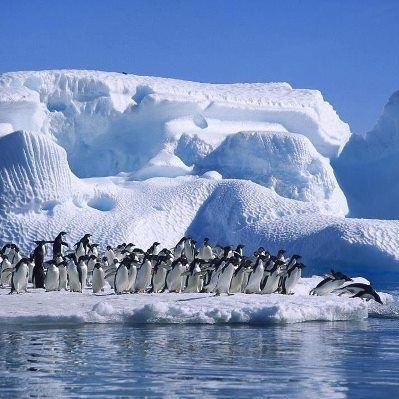 Amazing penguins line up to get into the water