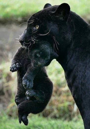 Black Jagur with cub