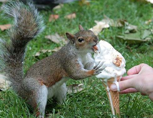 Squirrels enjoy ice cream too