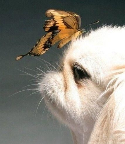Even butterflies like puppies