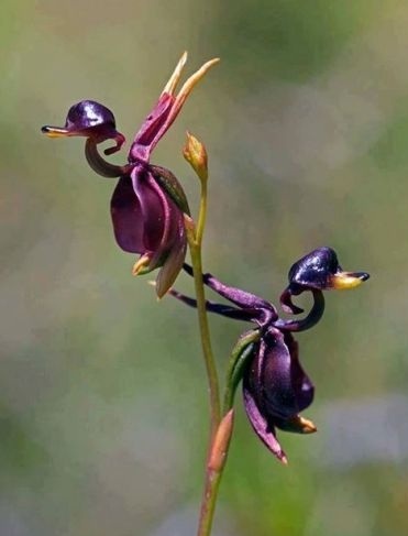 The flying duck Orchid