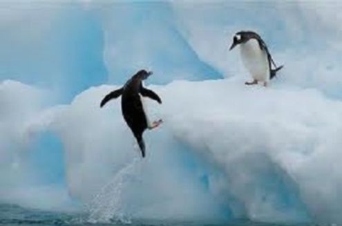 Penguin caught leaping out of the water