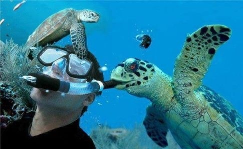 Turtles need air too