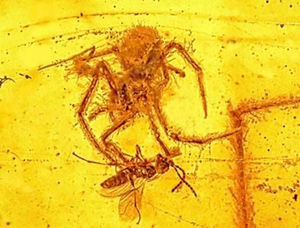 A 100 million year-old spider attack, this spider was attacking its prey when it got caught in amber, the only preserved attack ever found. These bugs lived in the Hukawng Valley of Myanmar in the Early Cretaceous, between 97-110 million years ago.