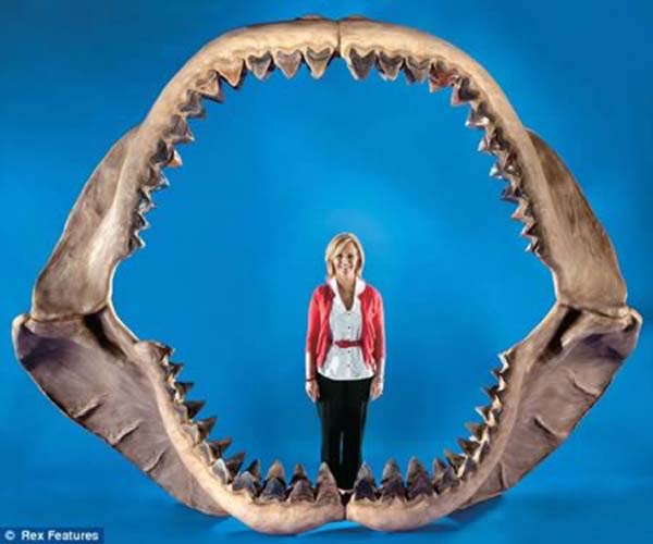 The largest Megalodon jaw ever assembled, the Megalodon dwarfed the Great White shark. It was the largest predator to have ever existed on Earth. The jaw measures 11 feet across and almost 9 feet tall.
