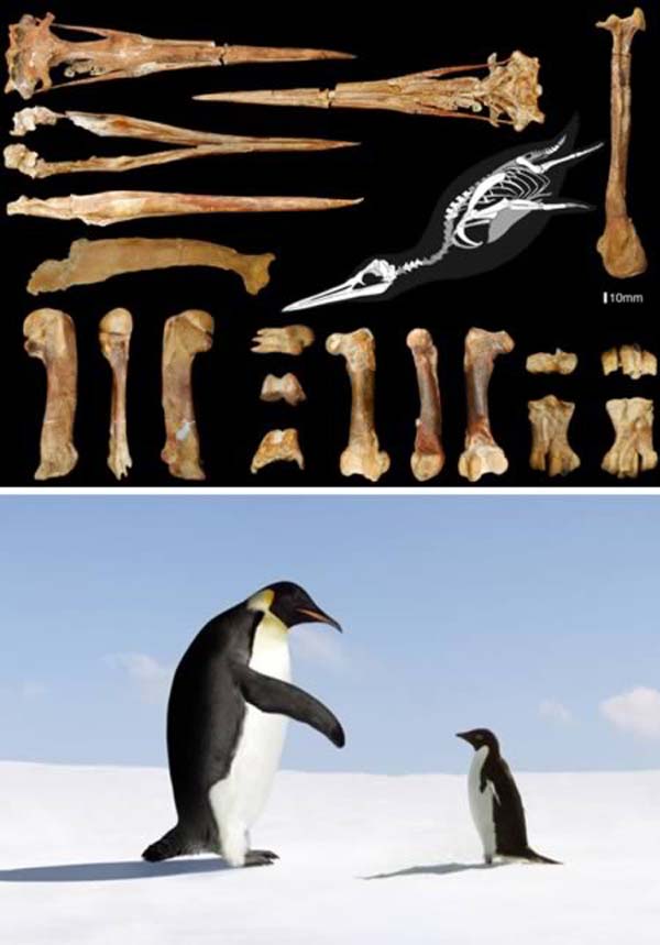 Perus giant penguin, the Inkayacu paracasensis lived in Peru 36 million years ago. It would have been roughly twice the size of todays emperor penguin.