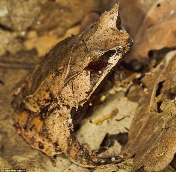 camouflage leaf frog - Caters News Agency