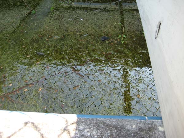 There is still water in the pool, with seaweed, other vegetation and something suspicious swimming around