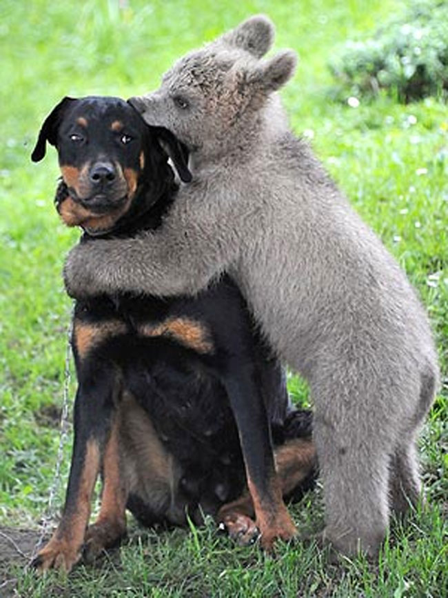Dogs dont enjoy being hugged as much as humans and primates do. Canines interpret putting a limb over another animal as a sign of dominance.