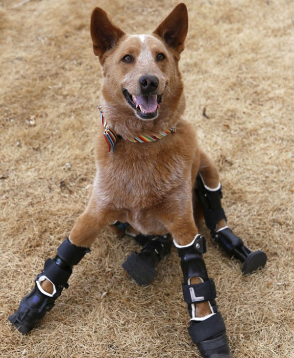 This dog, Nakio, lost all of his legs to frostbite in Colorado, but now has four prosthetic legs and can run around like normal.