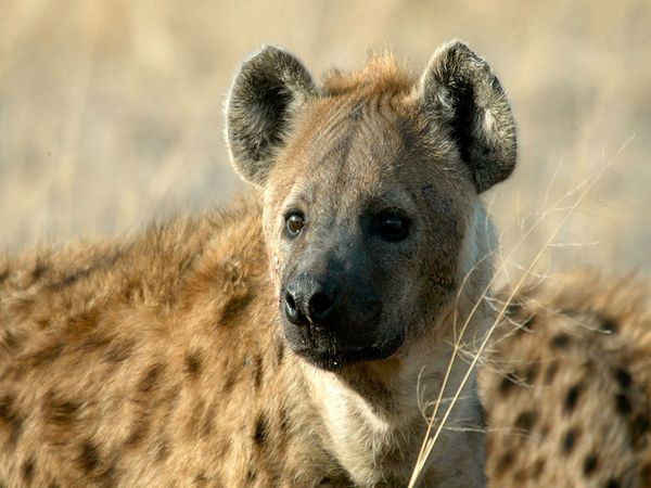 Hyenas aren't actually dogs. They are more closely related to cats.