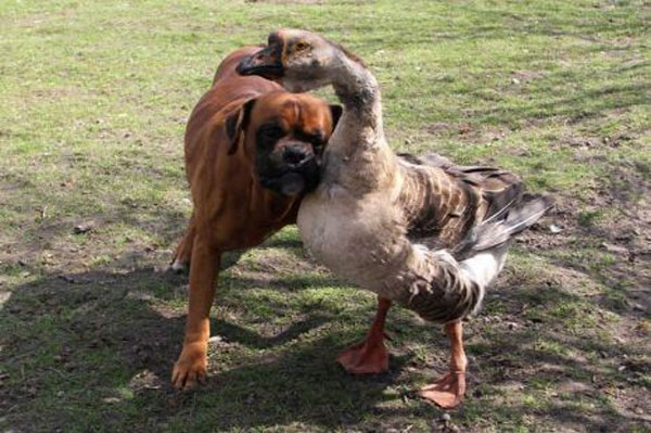 Baks the blind boxer has a seeing eye goose named Buttons. Buttons the four-year-old goose leads her pup around everywhere either by hanging onto him with her neck, or by honking to tell him which way to go.