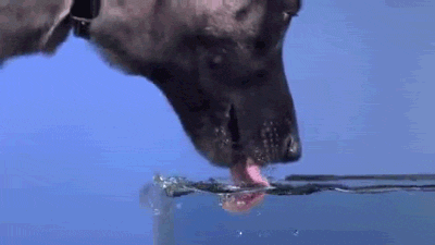 Dogs drink water by using forming the back of their tongue into a mini cup.