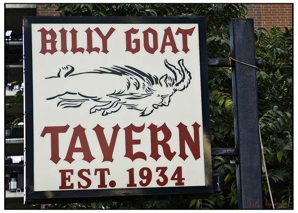 Curse of the Billy Goat: In 1945, Cubs fan and Billy Goat Tavern owner William Billy Sianis brought his pet goat to the World Series at Wrigley Field. The teams owner, Philip K. Wrigley, tossed out Billy and his goat. As he left, he said, Them Cubs, they aren't gonna win no more. The Cubs lost the 1945 World Series to the Detroit Tigers and have not appeared in one since.