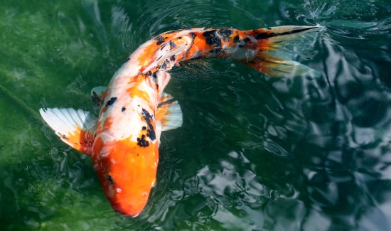 Lady Gaga reportedly dropped over 60,000 for 27 koi fish, imported directly from Japan.