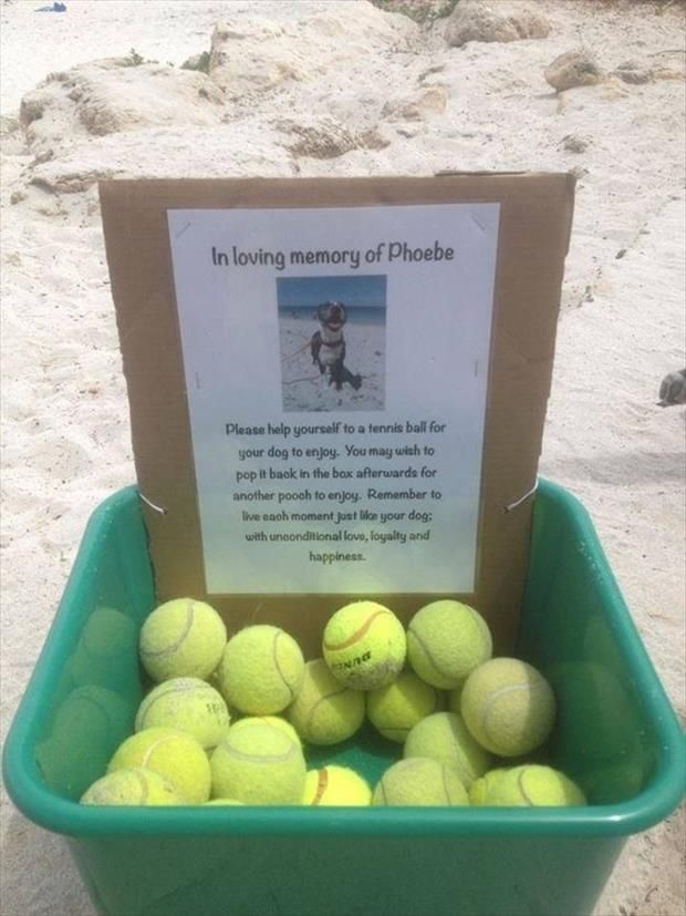 This dog owner inspires others despite suffering through loss.