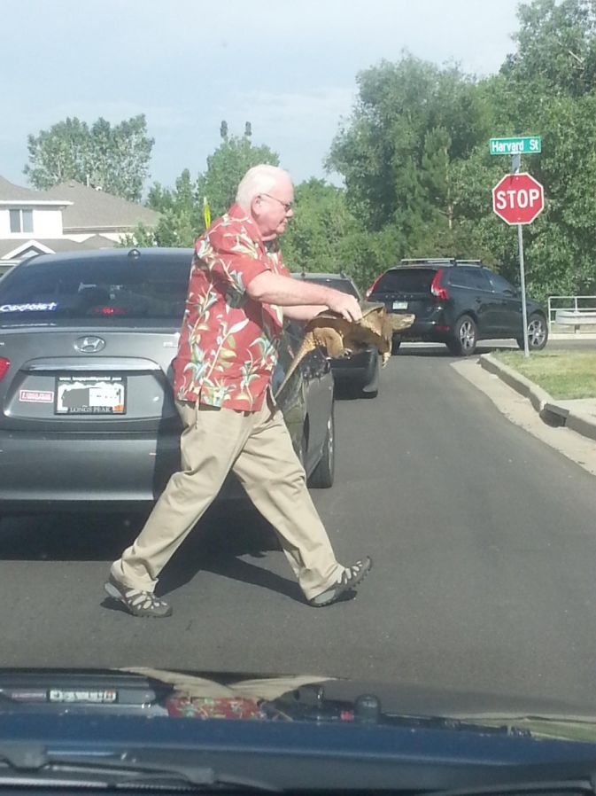 Just helping a turtle cross the street...