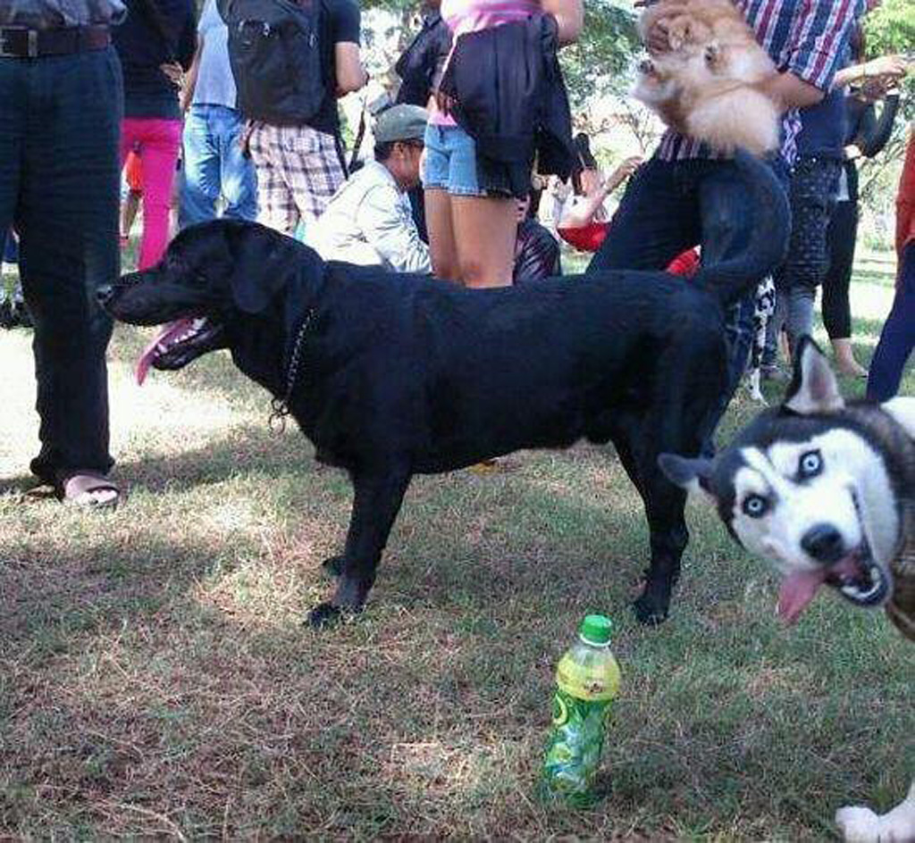 These Animals Photobombs Are Hysterical.