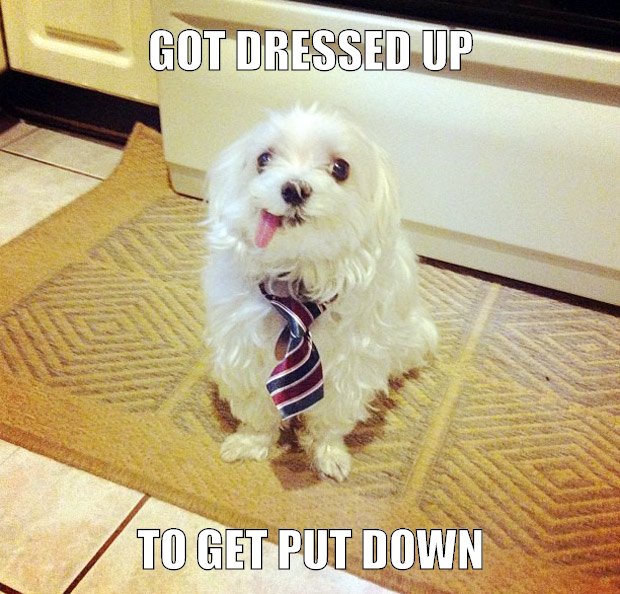 A dog wears a tie, with unexpected results.