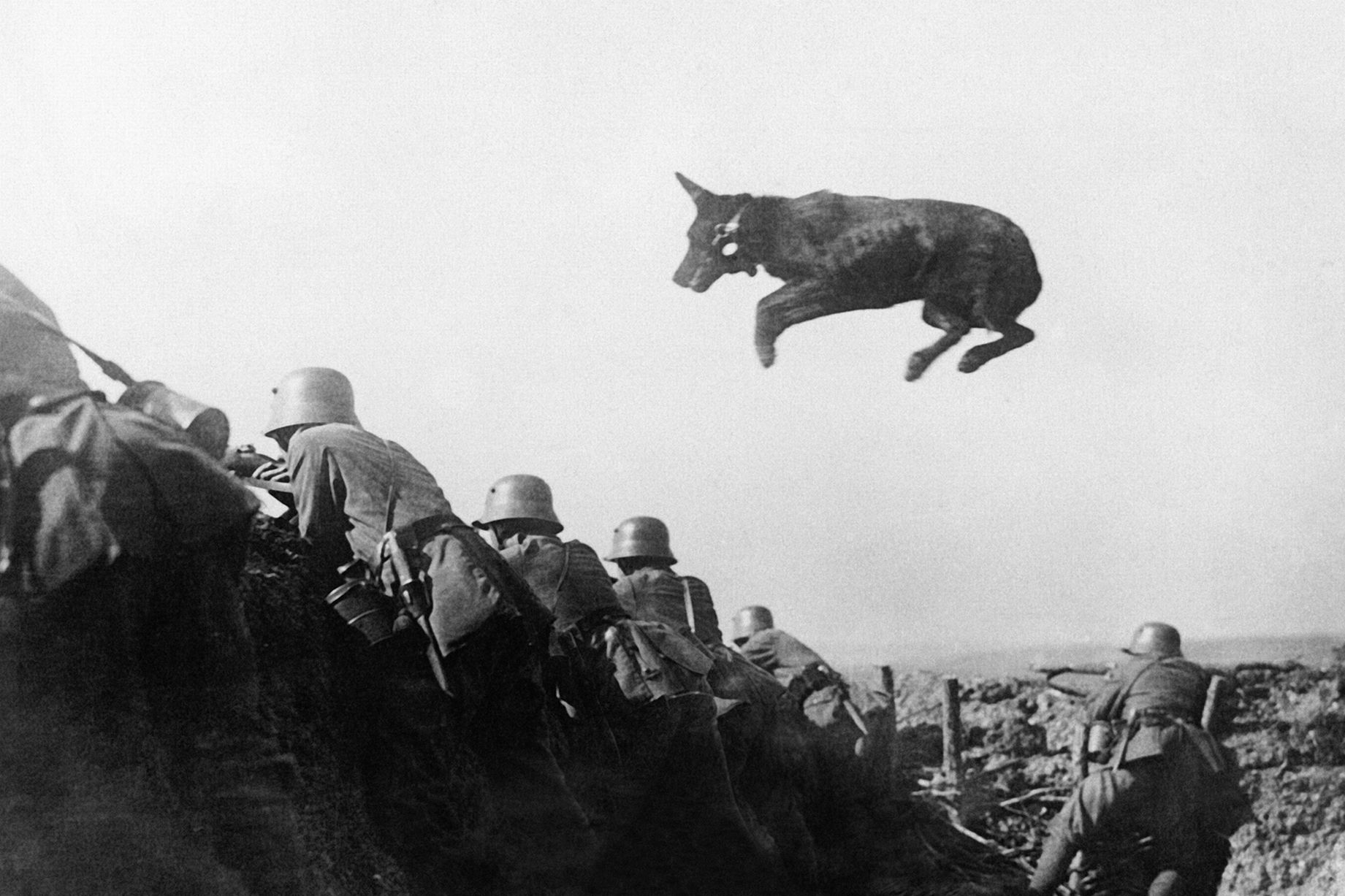 A German dispatch dog carries messages to the front line during a German offensive in January 1918