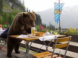 Bears are getting so hot they have to drink beer.