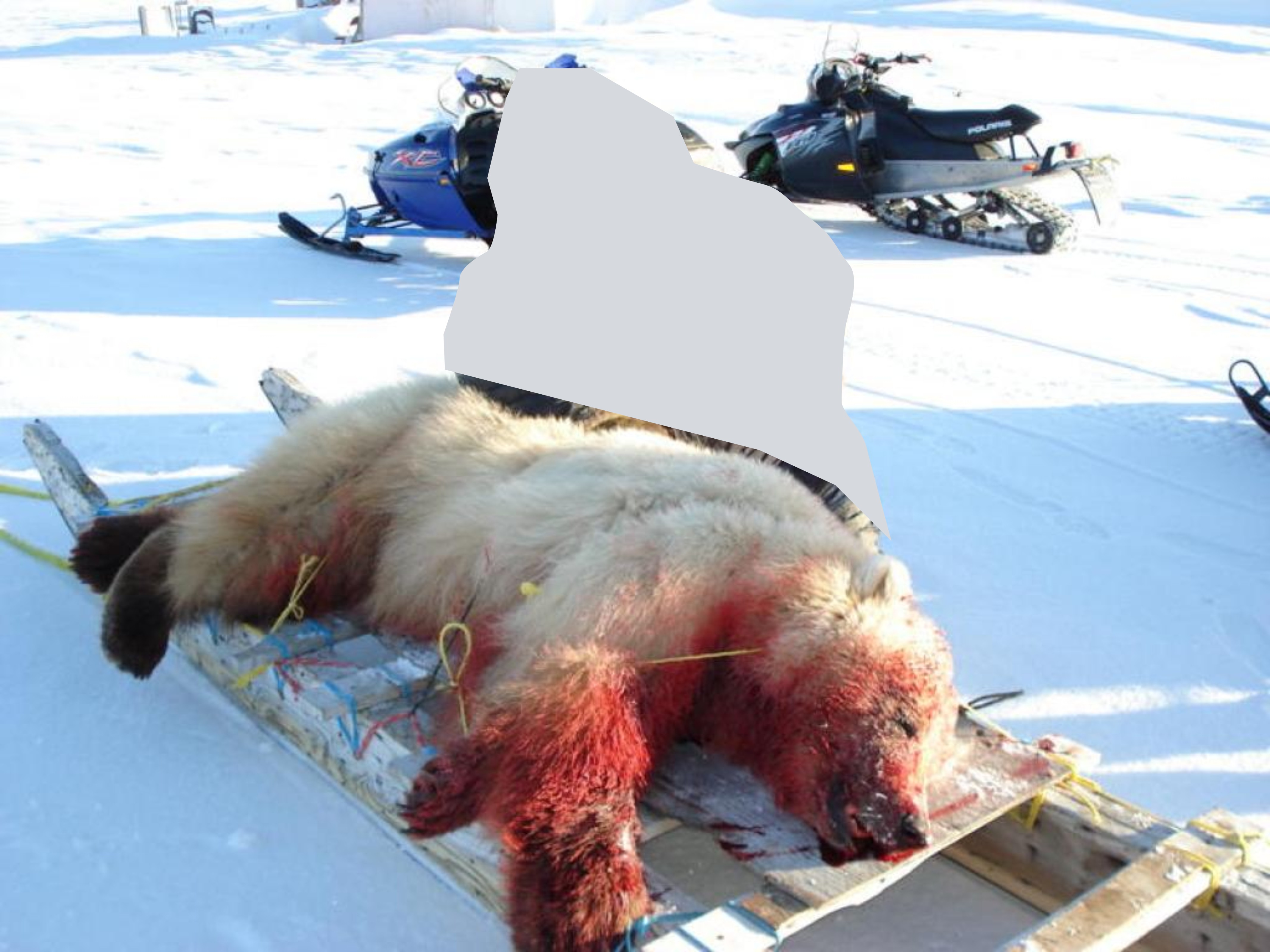 A polar bear killed by global warming