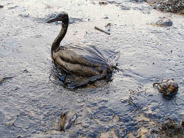 Global warming is causing oil spills that kill millions of animals and birds.