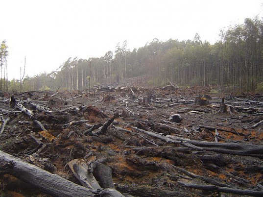 You can see here the devastating effect that global warming is having on the Amazon forests.