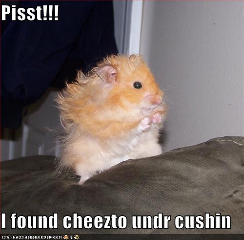 LoL hamster found cheeto under cushion