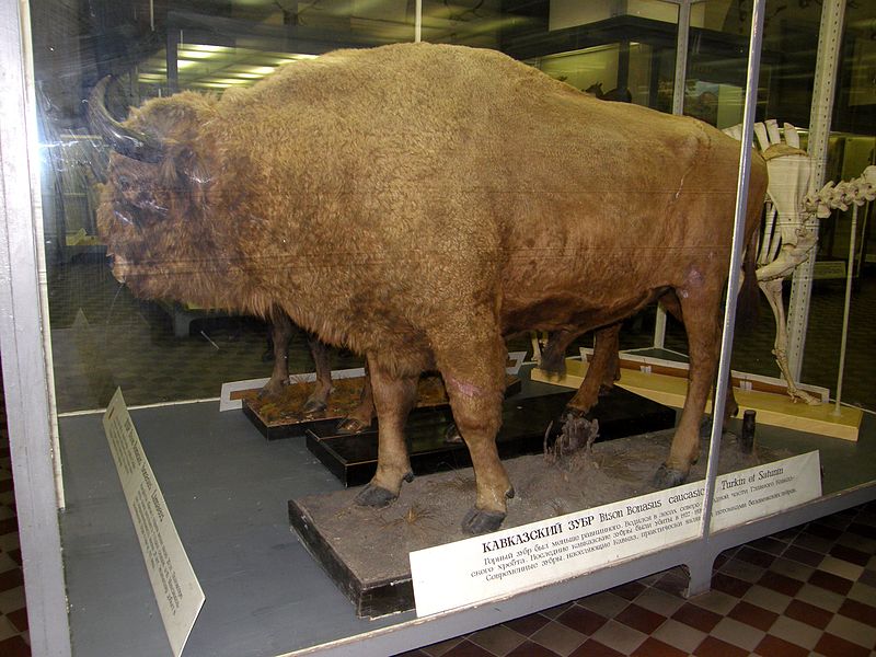 Caucasian Bison
