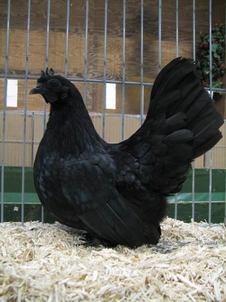 Big Black Cocks Gallery Ebaums World 